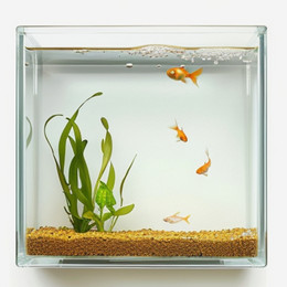 FA004 Fish Aquarium